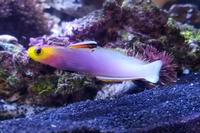 picture of Helfrichi Firefish Med                                                                               Nemateleotris helfrichi
